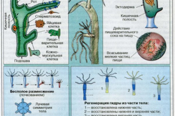 Кракен шоп krakenweb site